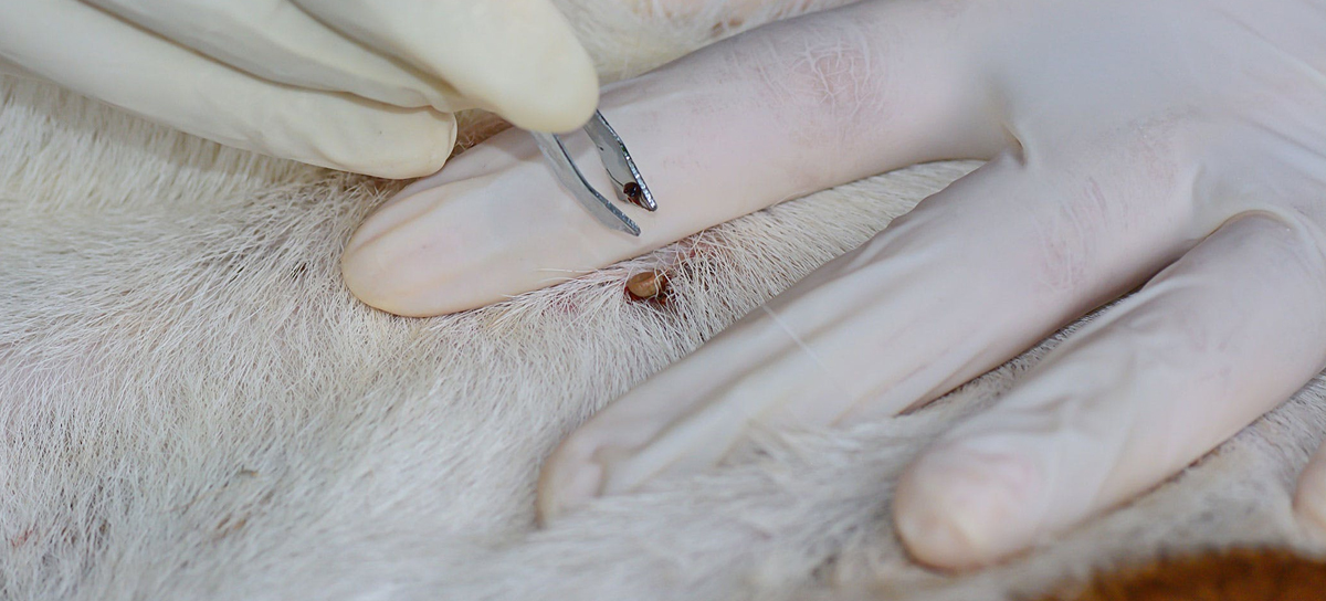 Dog Ticks Control Chembur